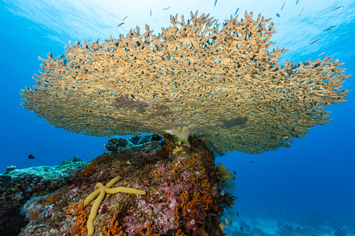 At this very healthy reef at Karang Rembang, a sea mountain north of Tayandu Island, this large Acropora table coral dominates the scenery. 
Acropora corals are among the fastest growing corals on reefs, they are excellent reef-builders. However, their speed of growth is balanced by the fragility of some of the structures, as they are easily damaged in storms allowing other coral species a chance of growth. 
Soft corals, sea squirts, sponges and hydroids are settled under the table coral and Starfish Linckia laevigata is there.
A lot of Scaly Chromis Azurina lepidolepis (former Chromis lepidolepis) are on top and under the table coral and young Two-tone Wrasses Thalassoma amblycephalum.
Karang Rembang, north of Tayandu Island, Indonesia, 5°27'4.812 S 132°23'54.732 E at 15m depth