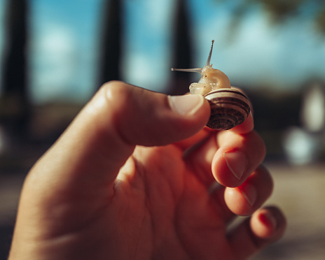 A small snail hold in human hand