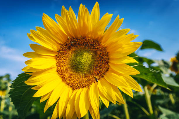 istock Blooming sunflower close up, summer background 1536343074