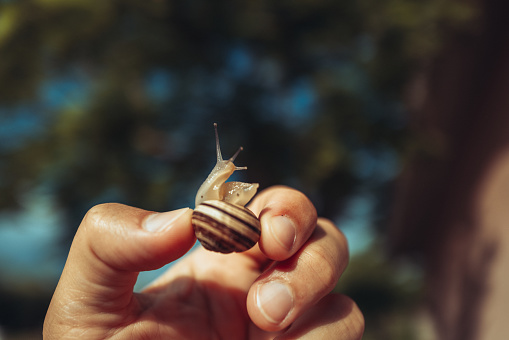 A small snail hold in human hand