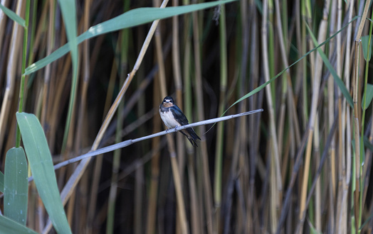 Little bird is standing on the reeds.\nLocation : Kayseri - Turkey.