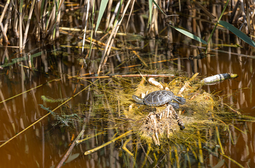 Water turtle is standing on the reeds.