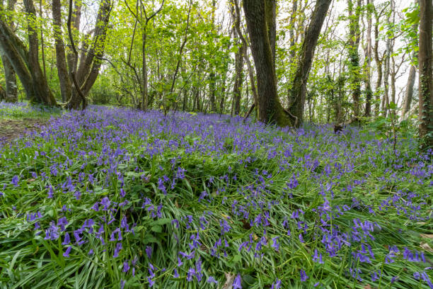 Bluebell Carpet and Woodland View: Woodland Floor With a Mass of Bluebells (Hyacinthoides non-scripta) - fotografia de stock