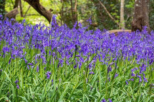 A bank of English Bluebell flowers (Hyacinthoides non-scripta) in dappled sunlight on an Oak woodland floor. This host of Bluebells plants are growing in protected woodland near the River Torridge in Great Torrington, North Devon.