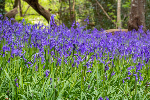 Detail of Bluebell Carpet; Woodland Floor With a Mass of Bluebells (Hyacinthoides non-scripta) - fotografia de stock