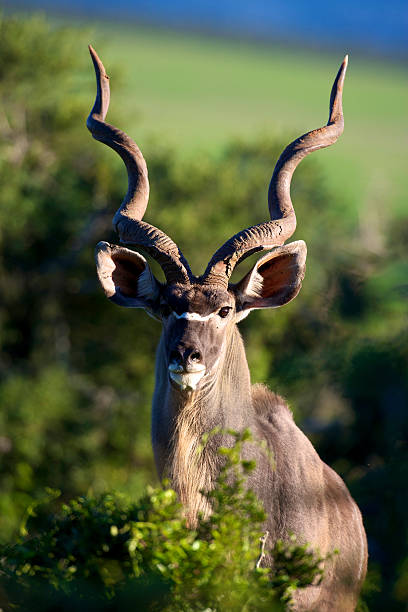 Greater Kudu, Addo Elephant National Park A portrait of a Greater Kudu, Addo Elephant National Park kudu stock pictures, royalty-free photos & images