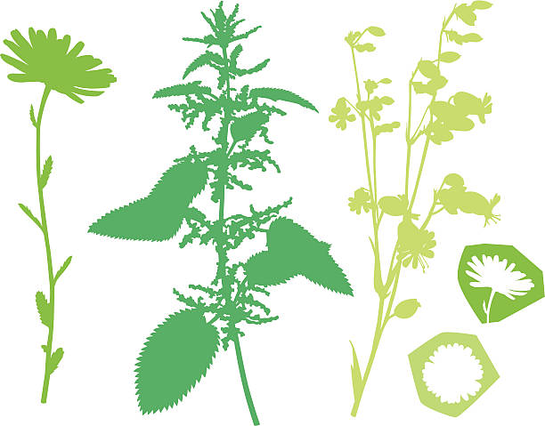 green plants (XVIII) vector art illustration