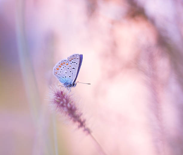 istock Beautifil butterfly on the wildflower 153637427