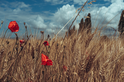 close up of red poppy flowers in a field