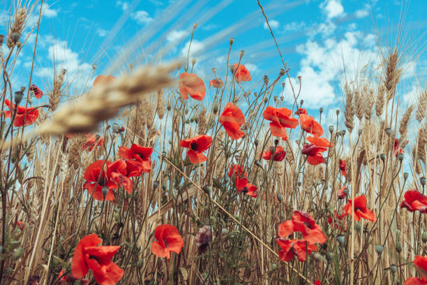 Plants and flowers biodiversity blooming in summer, corn with weeds