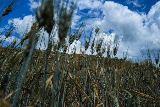 Wheat grain field in summer sunny day