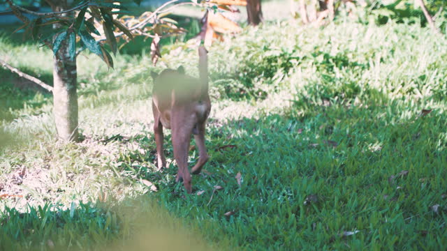 Thai brown Ridgeback dog with long tongue.