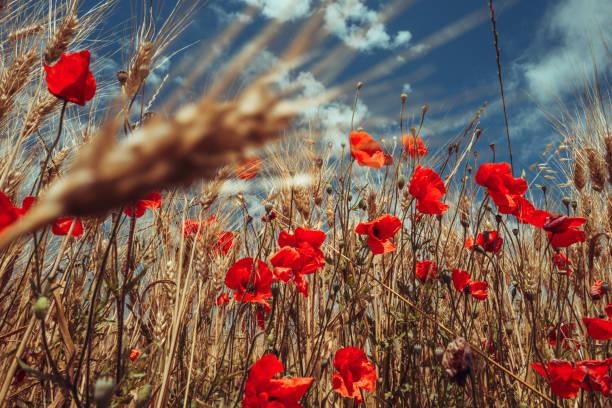 Plants and flowers biodiversity blooming in summer, corn with weeds