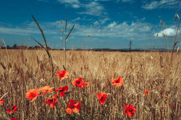 istock Poppy and grain biodiversity blooming in summer 1536391723