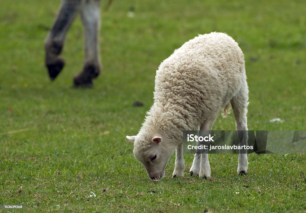 Ovelhas - Foto de stock de Agricultura royalty-free