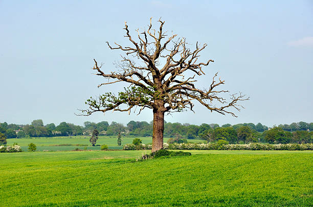 istock English countryside with Oak tree 153639691