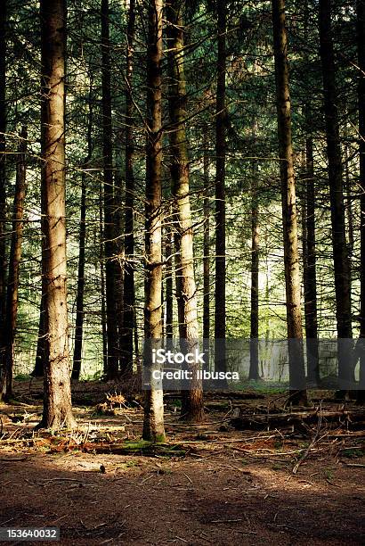 Na Floresta - Fotografias de stock e mais imagens de Alpes Europeus - Alpes Europeus, Ao Ar Livre, Contorno