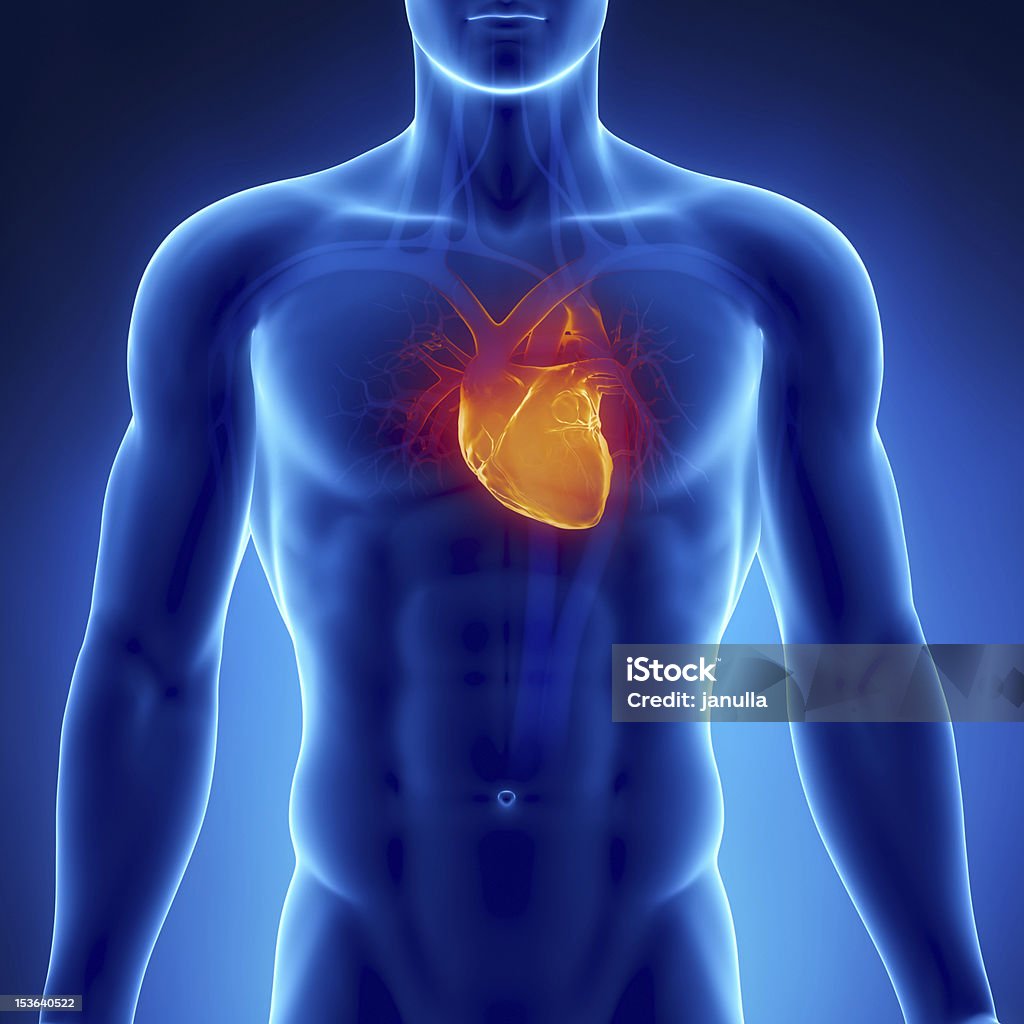 X-ray, sistema cardiovascular - Foto de stock de Adulto royalty-free