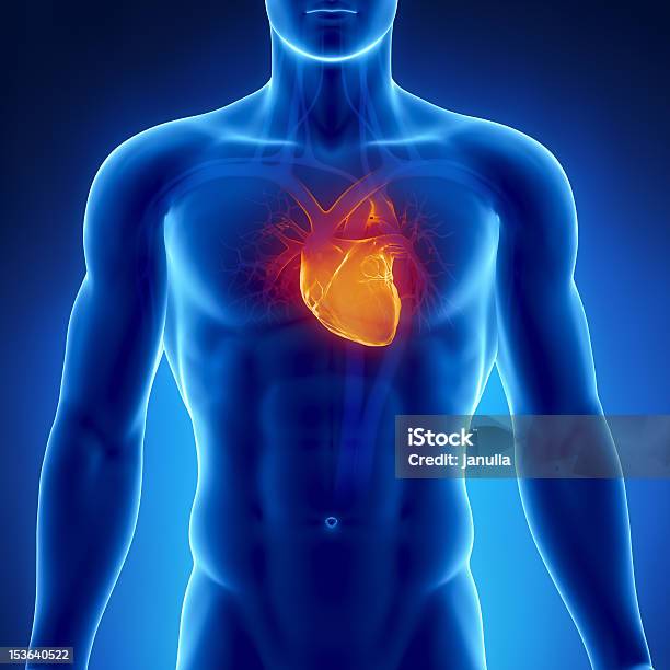 Foto de Xray Sistema Cardiovascular e mais fotos de stock de Adulto - Adulto, Anatomia, Aorta