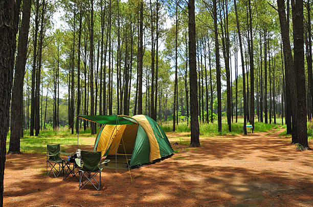 istock A tent used for camping in a pine forest 153640529