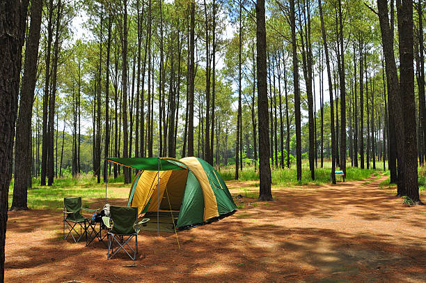 A tent used for camping in a pine forest stock photo