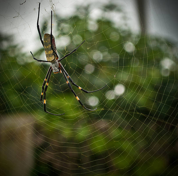 Big Colorful Banana Spider in Web stock photo