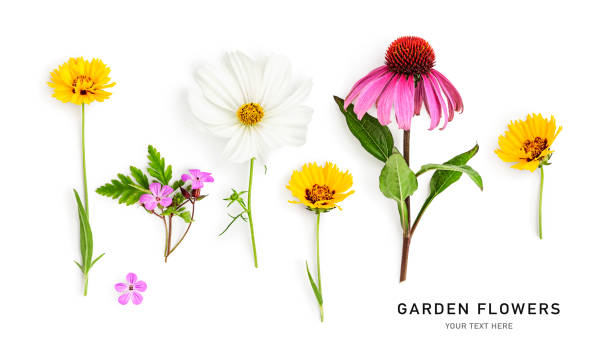 istock Beautiful colorful summer flowers creative layout isolated on white 1536411778