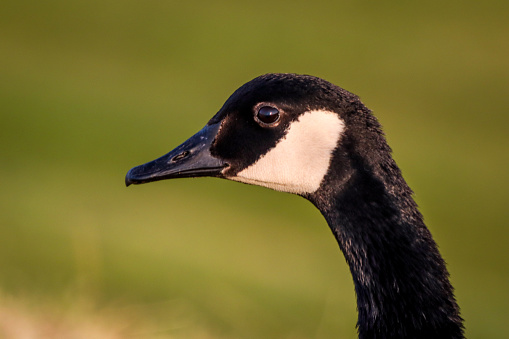 Goose close up