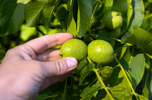 A farmer checks green ripening walnuts on a branch for infestation with bacterial diseases or pests. Close-up of a farmer hand holding a walnut branch.