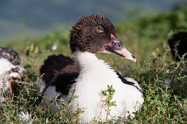 Duck stock photo