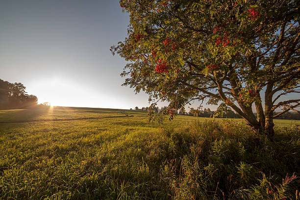 istock Single tree in the field on sunrise 153642687