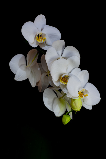 Lush white orchid flower on a dark background