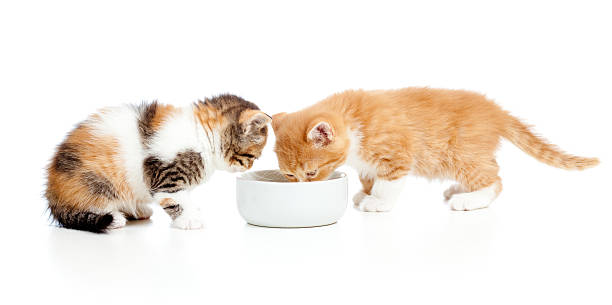 istock two Scottish kittens lap milk from bowl 153643180