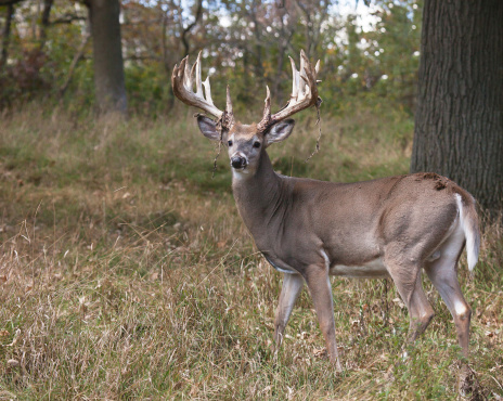 Trophy white-tailed buck profiled.  Close up image, showing velvet partially rubbed off antlers.  Rutting behavior.