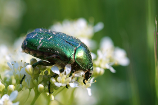 A green May beetle on a wildflower.
