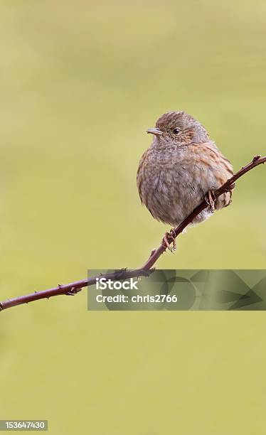 Dunnock Stock Photo - Download Image Now - Beauty In Nature, Bird, Branch - Plant Part