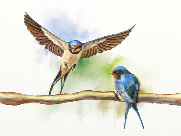 Two barn swallows Two barn swallows, one resting on a branch and another landing on the same branch. Digital watercolor illustration. hirundo rustica stock illustrations