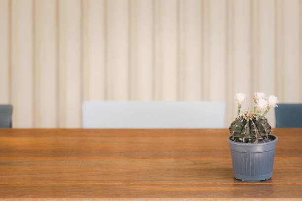 istock blooming cactus pot on wooden table 1536479751