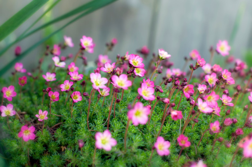 Many small pink flowers with shallow depth of field and middle of flower bed in focus.