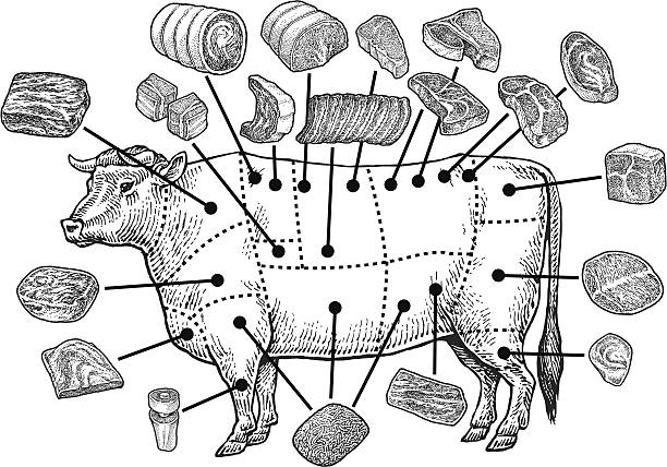 Meat Cuts - Raw Beef Meat Cuts - Raw Beef. Pen and ink style illustration of a beef cow and it's meat cuts. Grouped for easy edits. Layers named for easy identification. Check out my "Vector Food and Utensils" light box for more. cattle illustrations stock illustrations