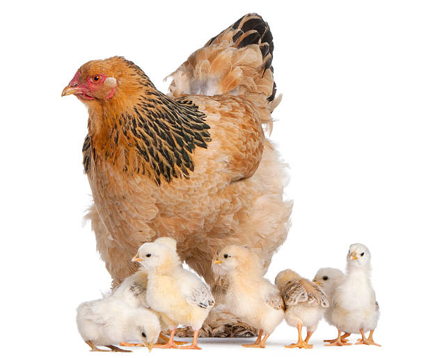 istock Brown Brahma Hen and her chicks, white background. 153650041