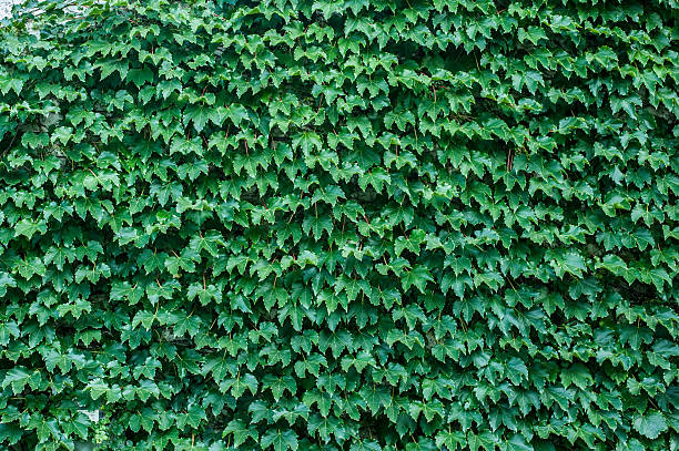 istock Wall of ivy 153650048
