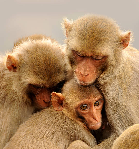 istock monkeys family 153650311