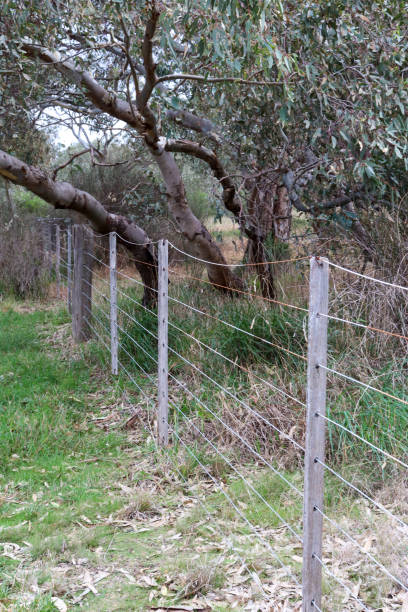 istock fence and eucalyptus trees in australian bushland 1536505846