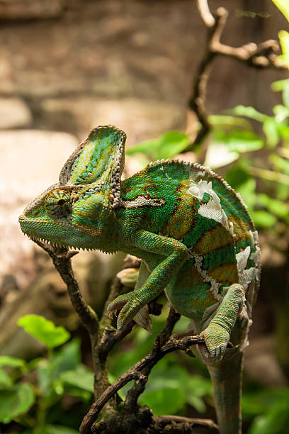 istock portret green chameleon on the plante 153651370