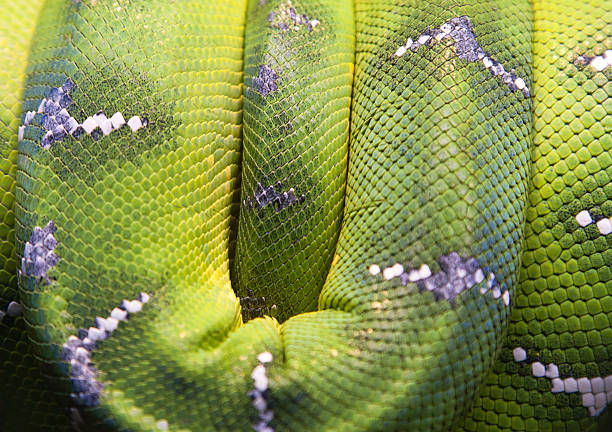 istock winding green skin snake with white stripe 153651376