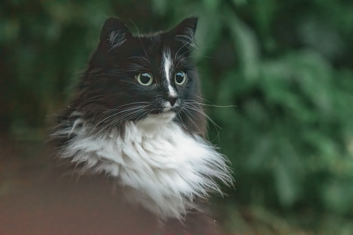 portrait of a black and white cute cat looking into the distance with big eyes