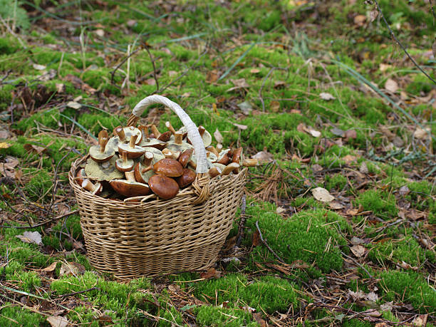 autumn harvest stock photo