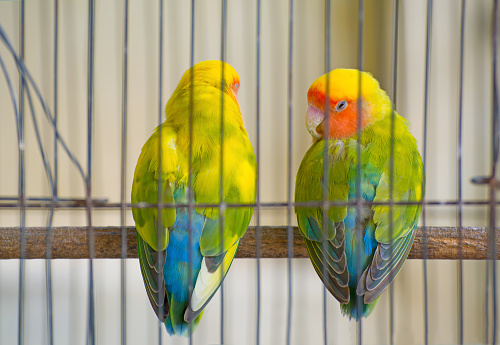 Lovebirds parrot sleeping in cage for background and other