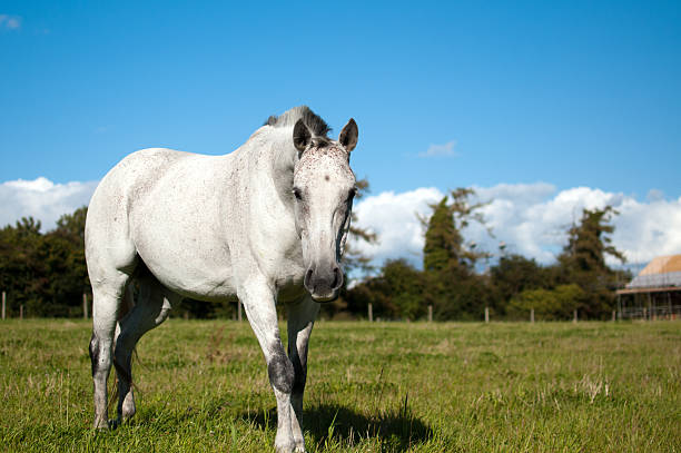 istock Grey horse, full body portrait 153653519